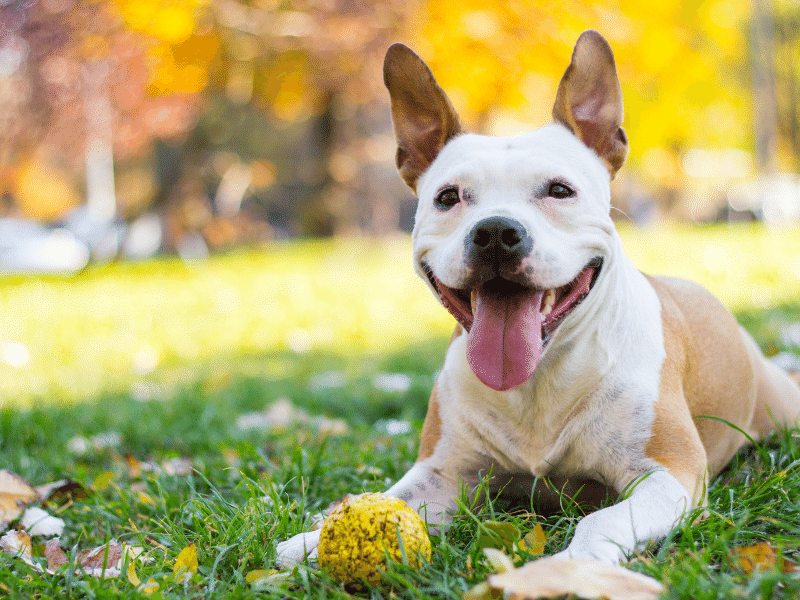 quanto costa sterilizzare un cane