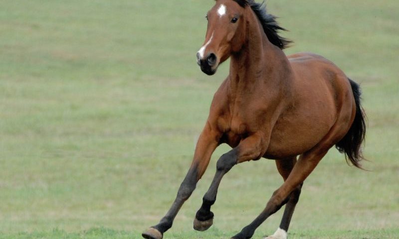 Quanto costa un cavallo