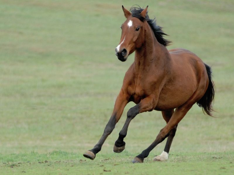 Quanto costa un cavallo