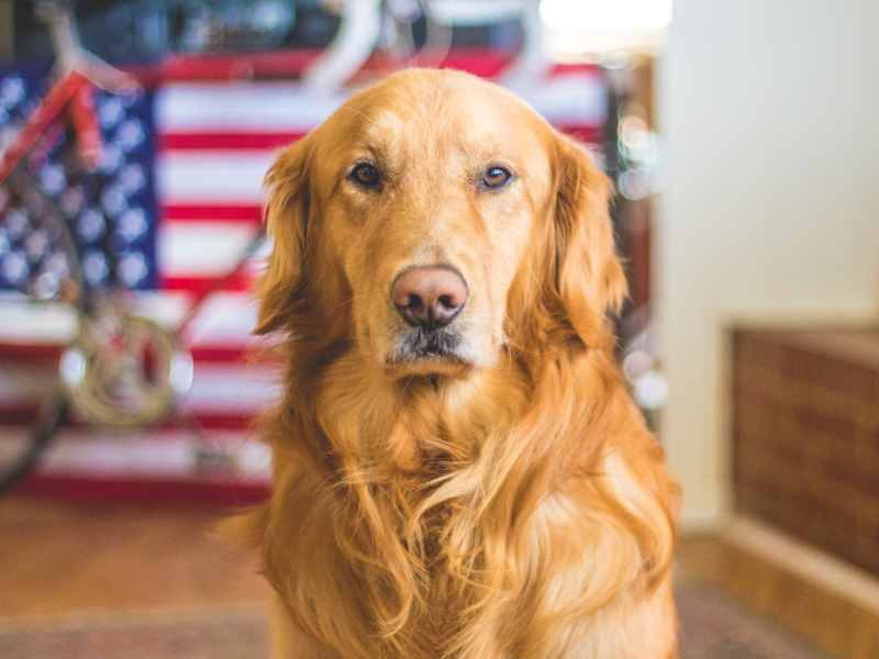 Quanto costa addestrare un cane