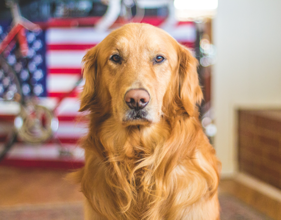 Quanto costa addestrare un cane