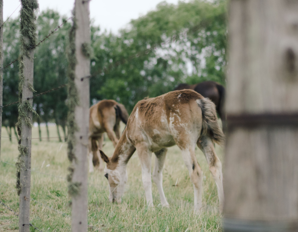 Quanto costa un pony