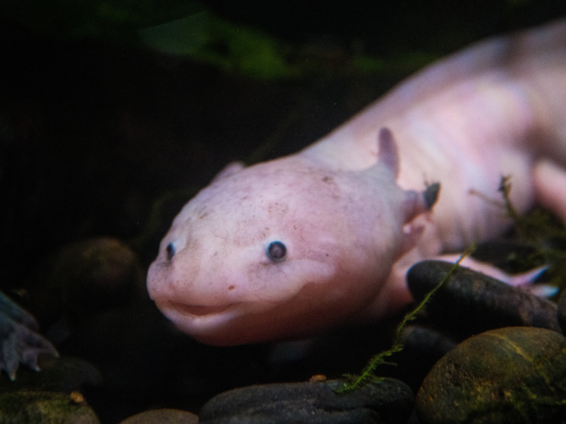 Quanto costa un axolotl