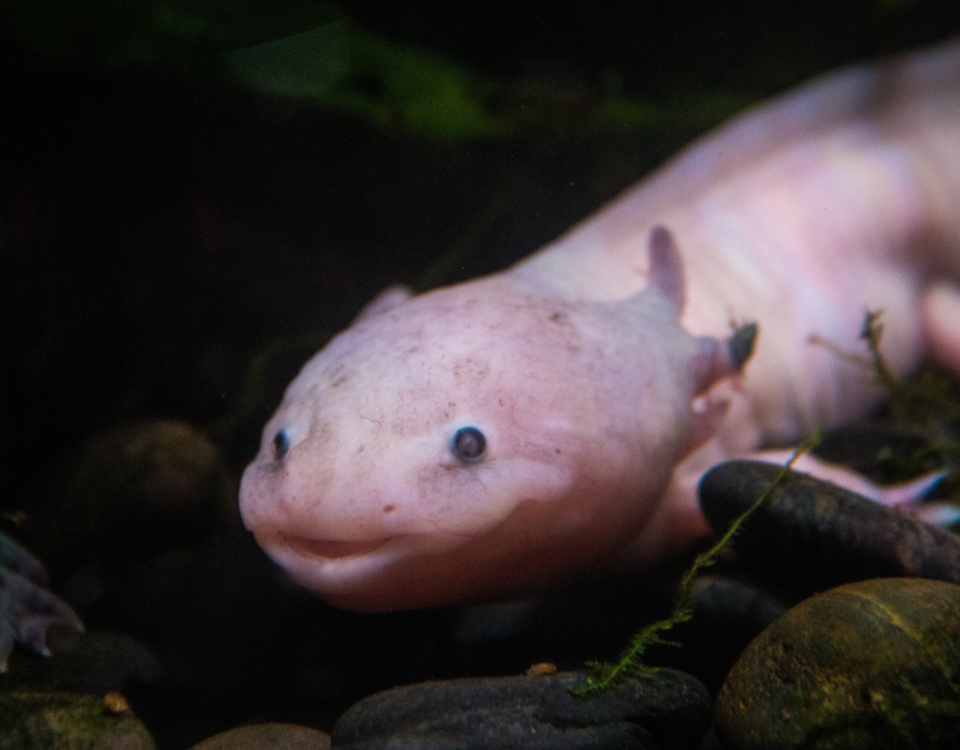 Quanto costa un axolotl