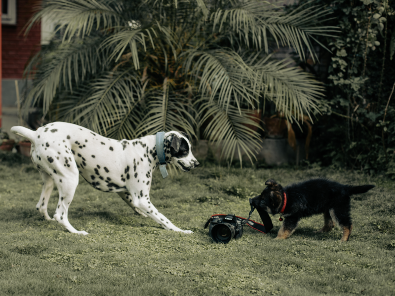 Quanto costa un dalmata