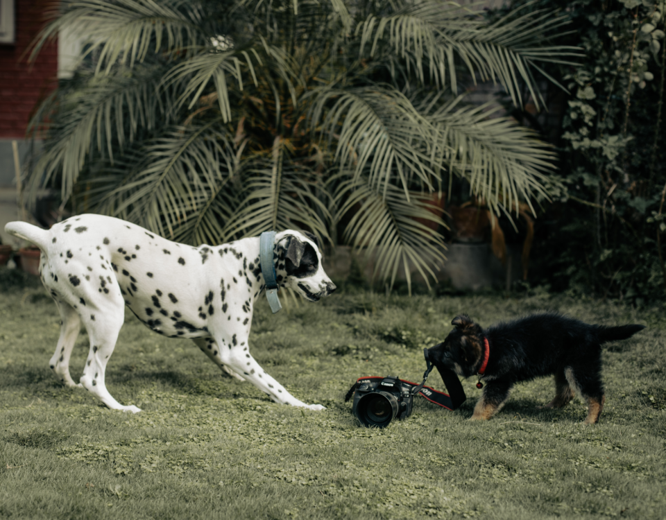 Quanto costa un dalmata