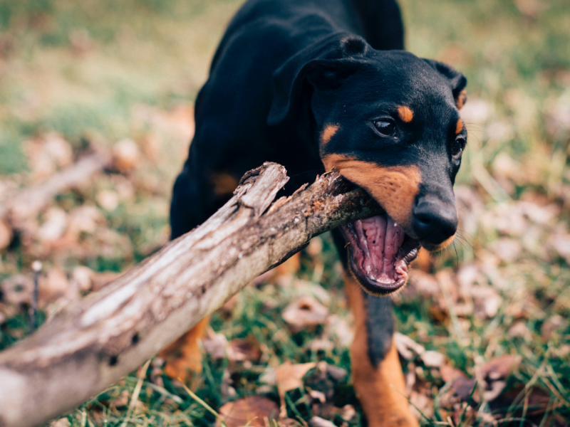 Quanto costa un dobermann