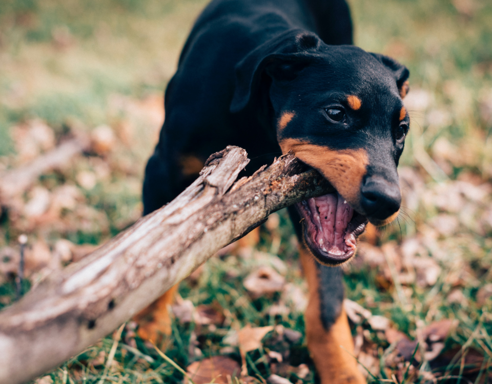 Quanto costa un dobermann