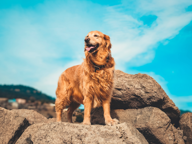 Quanto costa un golden retriever