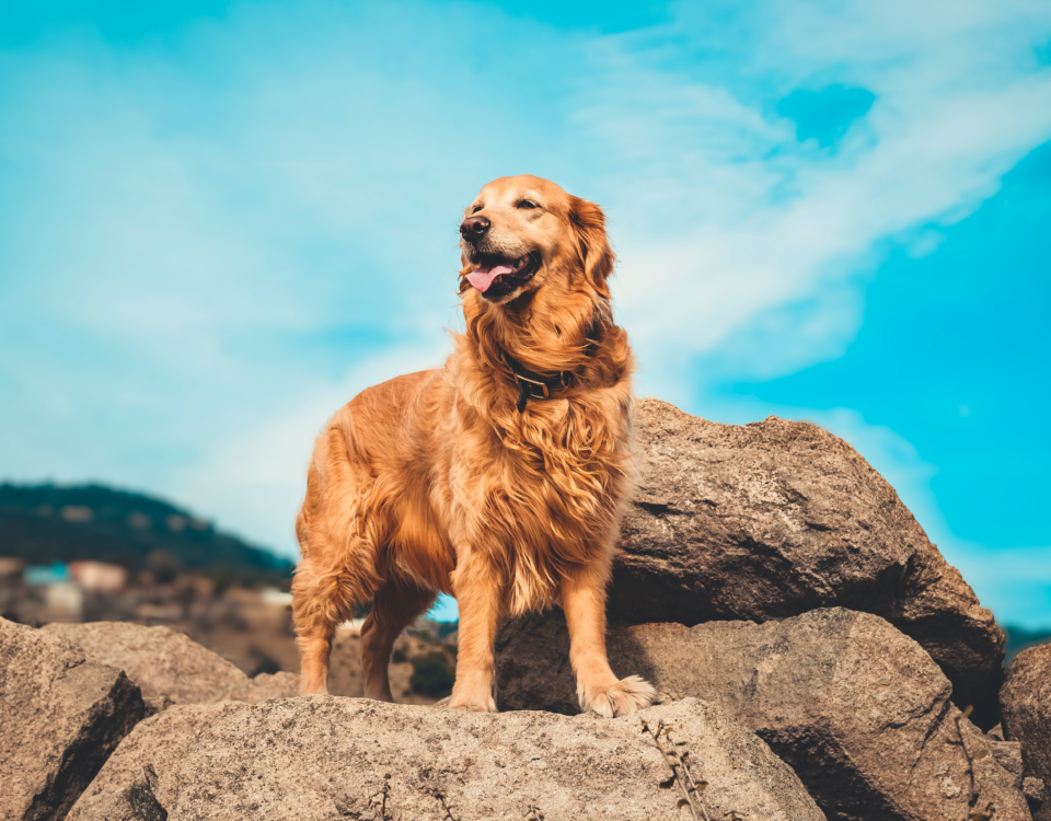 Quanto costa un golden retriever