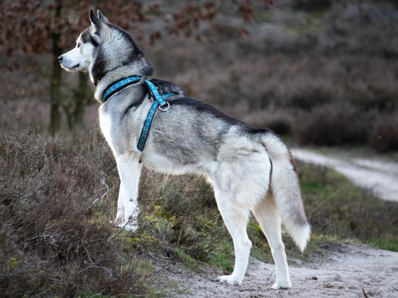 Quanto costa un husky