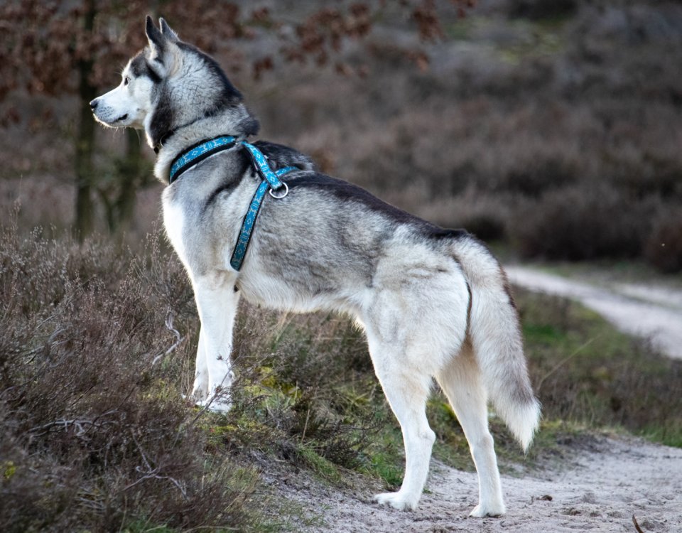 Quanto costa un husky