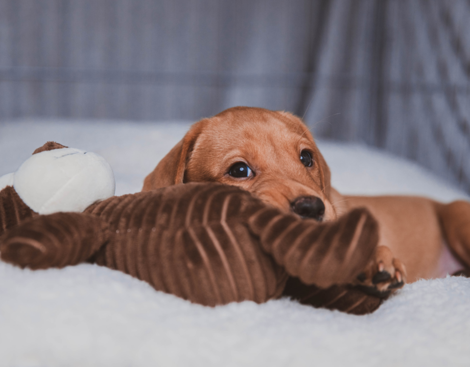 Quanto costa un labrador