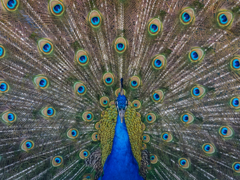 Un primo piano delle piume di un pavone con gli occhi azzurri foto