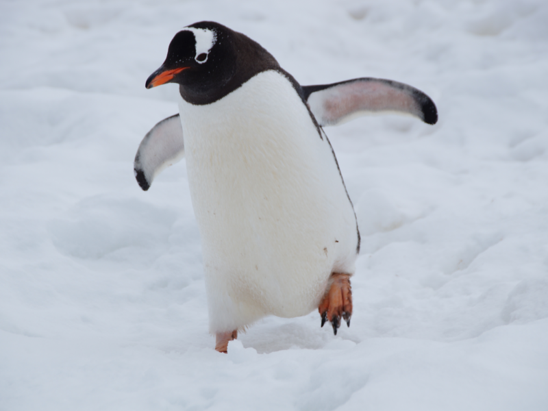 Quanto costa un pinguino