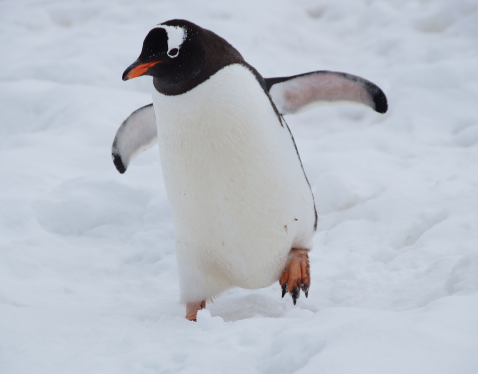 Quanto costa un pinguino