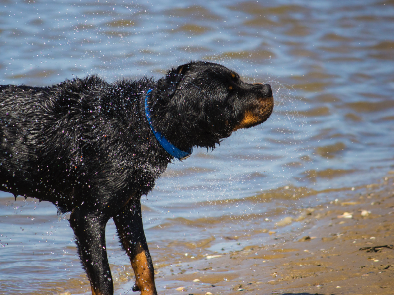 Quanto costa un rottweiler