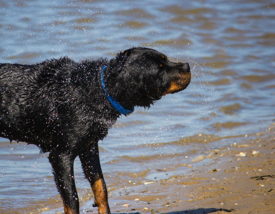 Quanto costa un rottweiler