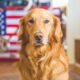 Quanto costa mettere il microchip al cane