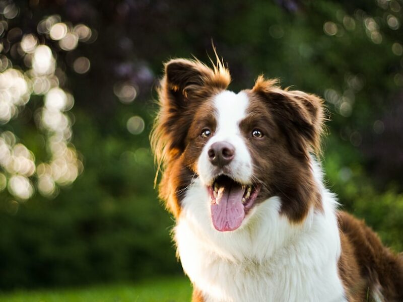 Quanto costa un border collie