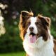 Quanto costa un border collie