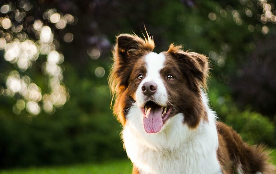 Quanto costa un border collie