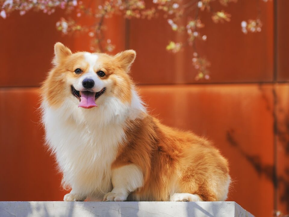 Quanto costa un corgi