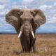 Quanto costa un elefante