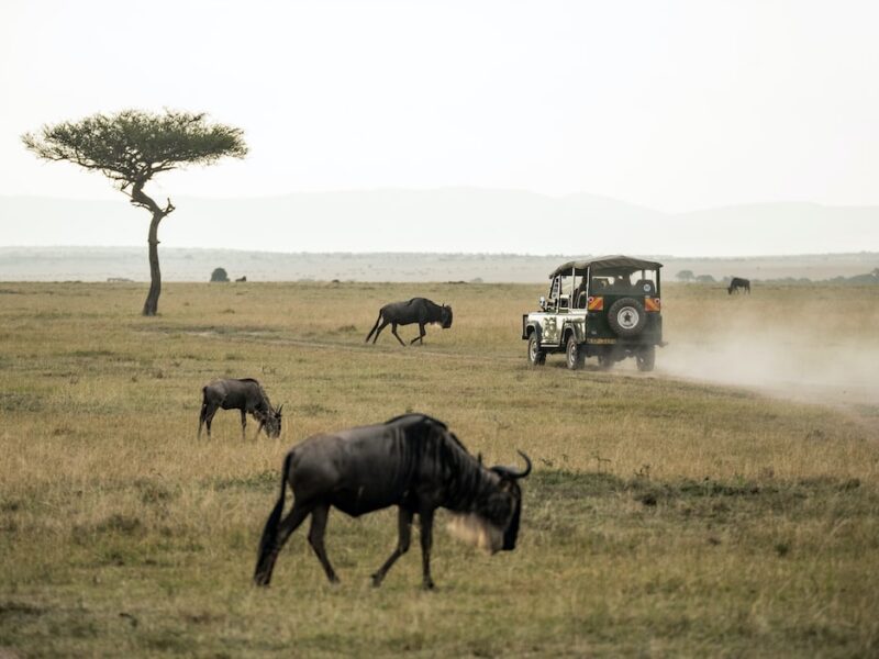 Quanto costa un safari in africa
