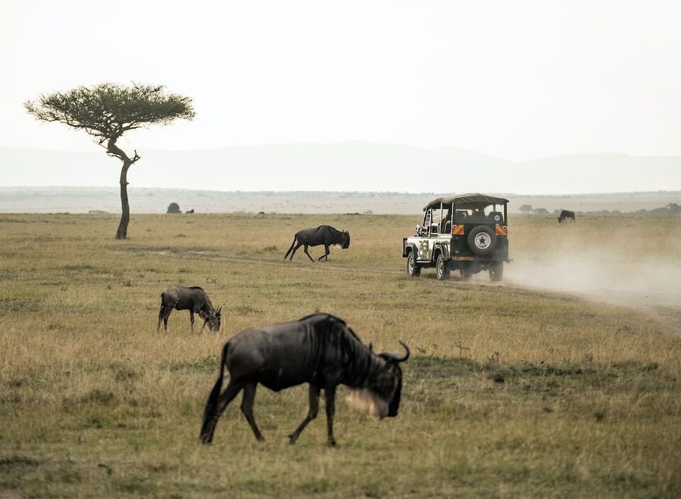 Quanto costa un safari in africa