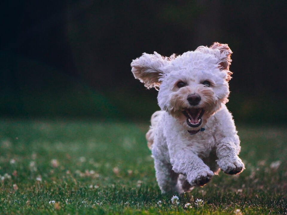 Quanto costa sterilizzare un cane femmina