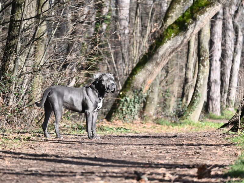 Quanto costa un cane corso