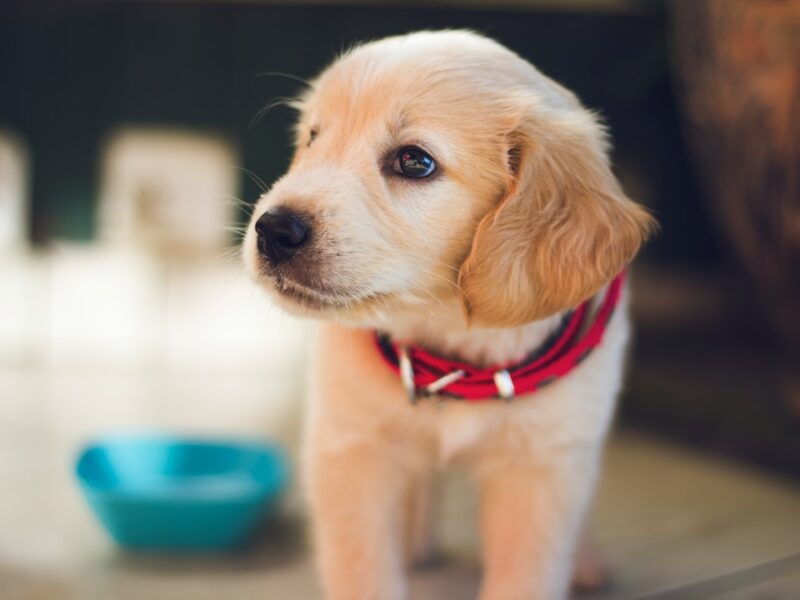 Quanto costa un cucciolo di labrador