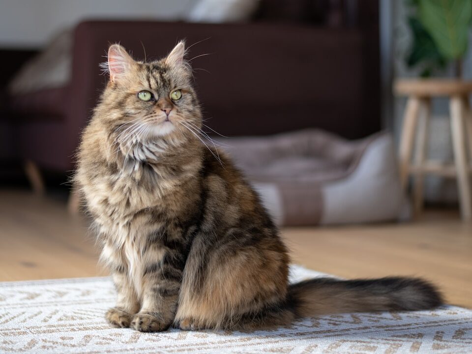 Quanto costa un gatto maine coon