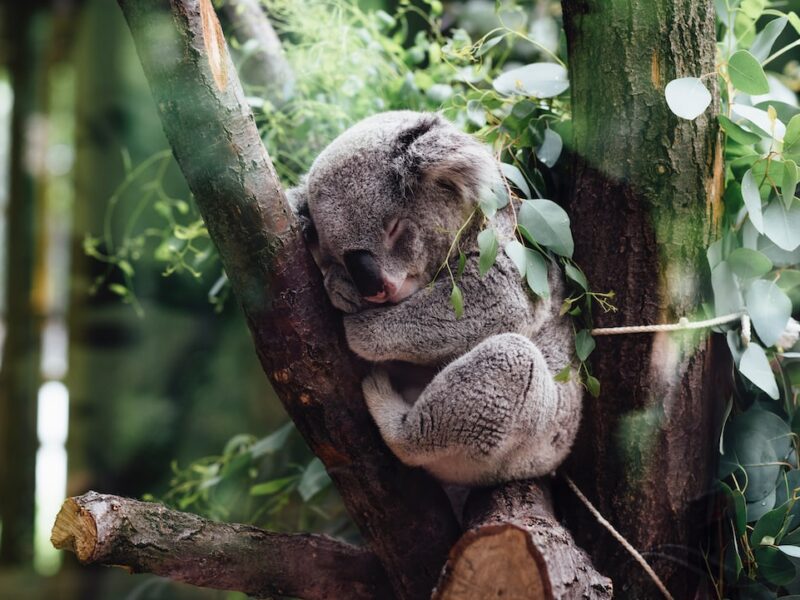 Quanto costa un koala