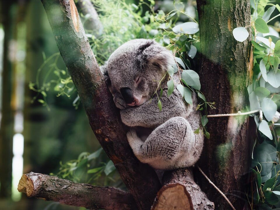 Quanto costa un koala