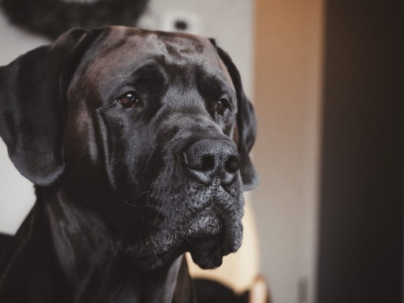 Quanto costa un mastino tibetano