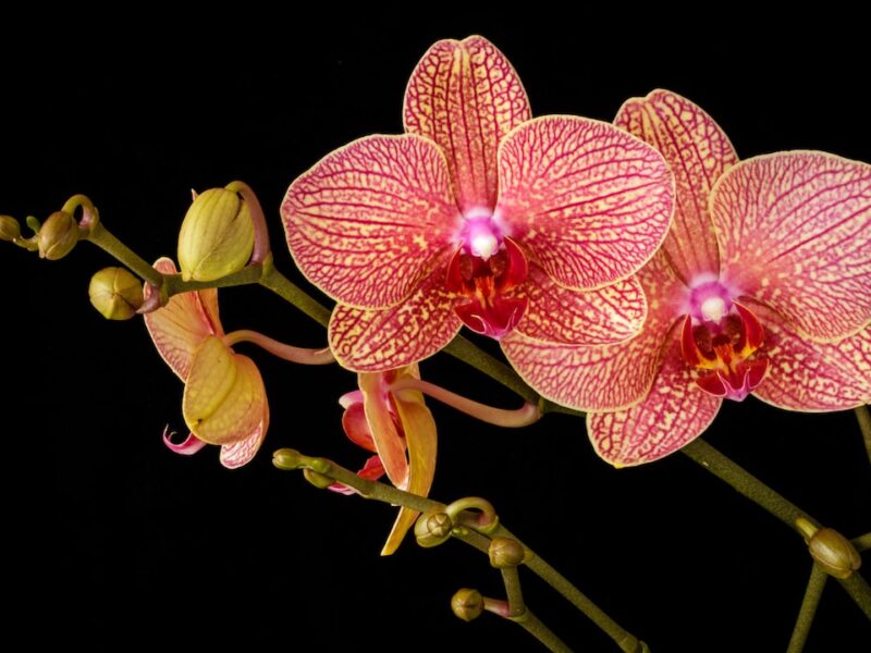 Quanto costa un orchidea