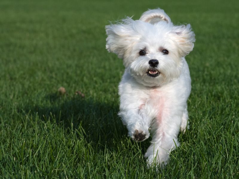 Quanto costa un cane Maltese