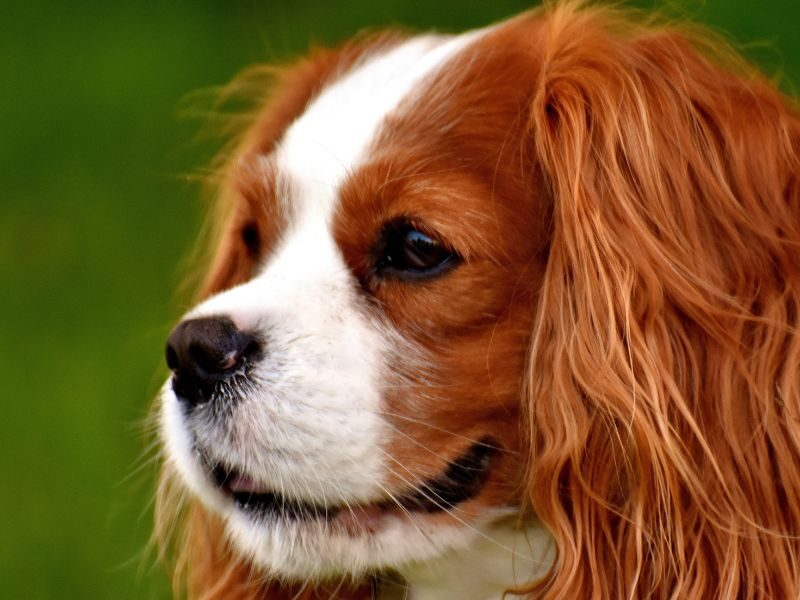 quanto costa un cavalier king