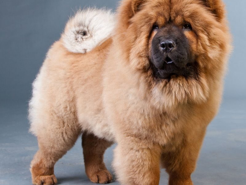 Quanto costa un chow chow