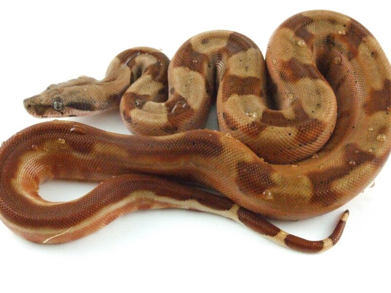 Quanto costa un serpente