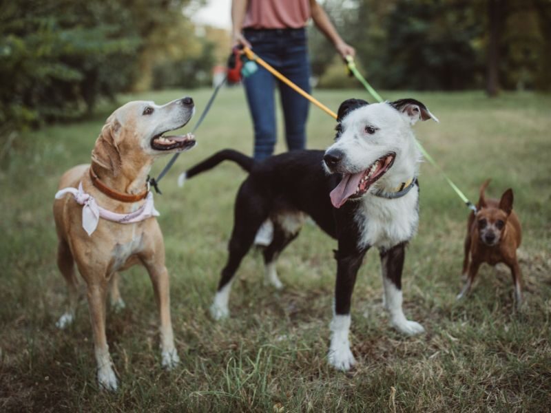 Quanto costa un dog sitter