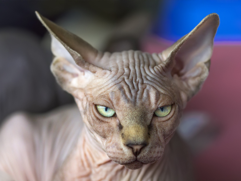 Quanto costa un gatto Sphynx