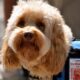 Quanto costa un dog sitter