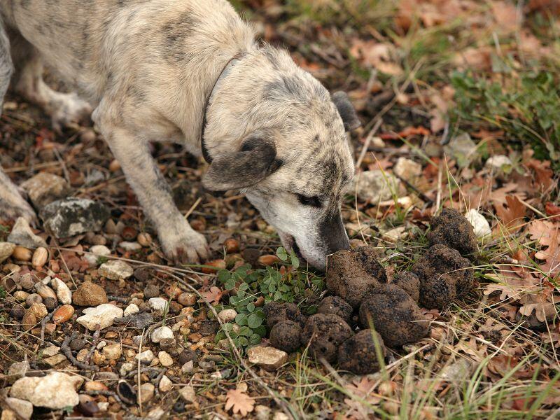 Quanto costa un cane da tartufo