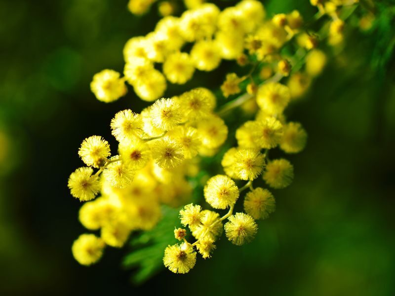 Quanto costa un mazzo di mimose