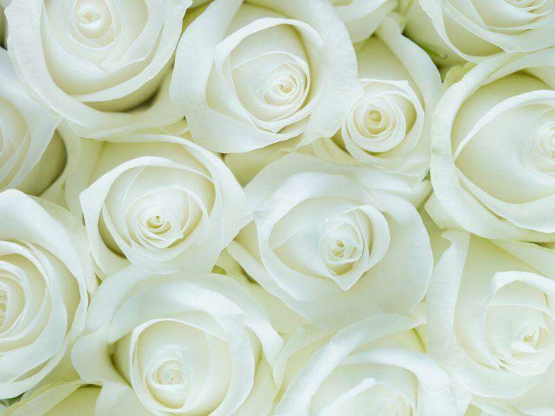 Quanto costa una rosa bianca
