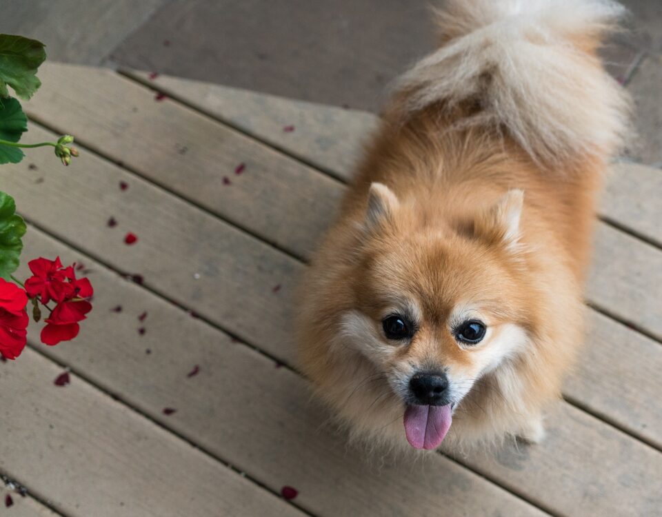 Quanto costa un pomerania nano